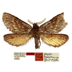 /filer/webapps/moths/media/images/T/tanganyikaensis_Gorgopis_HT_NHMW.jpg