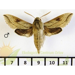 /filer/webapps/moths/media/images/P/pentagramma_Hippotion_AM_SMCR_01.jpg