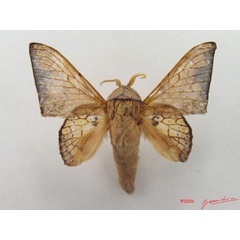/filer/webapps/moths/media/images/W/weberi_Weberolegra_A_Alberta_01.jpg