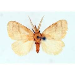 /filer/webapps/moths/media/images/R/rufopallens_Macroplectra_AM_TMSA.jpg