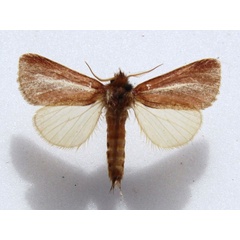 /filer/webapps/moths/media/images/A/albifasciata_Parazana_A_Goff.jpg