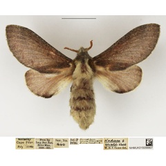 /filer/webapps/moths/media/images/C/concolor_Streblote_AF_NHMUK.jpg