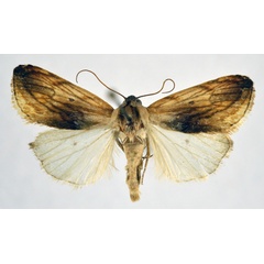/filer/webapps/moths/media/images/P/purpureofacta_Acontia_AM_NHMO.jpg