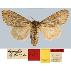 /filer/webapps/moths/media/images/O/oberthueri_Lymantria_STF_MNHNa.jpg