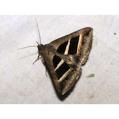 /filer/webapps/moths/media/images/B/bifasciata_Grammodes_A_Goff_01.jpg