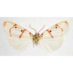 /filer/webapps/moths/media/images/N/nussi_Cyana_AM_NHMO.jpg