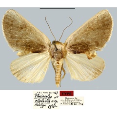 /filer/webapps/moths/media/images/A/atalanta_Plusiocalpe_HT_MNHN.jpg