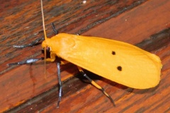 Pseudocragia quadrinotata