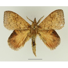 /filer/webapps/moths/media/images/S/siccifolia_Leipoxais_AM_Basquin_01.jpg