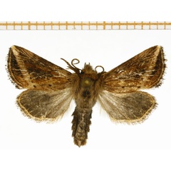 /filer/webapps/moths/media/images/O/ochroneura_Sciomesa_A_DePrins.jpg