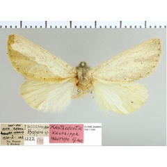 /filer/webapps/moths/media/images/X/xanthippa_Xanthodonta_HT_NMB.jpg