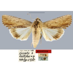 /filer/webapps/moths/media/images/V/voeltzkowi_Lyncestis_AT_MNHN.jpg