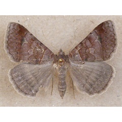 /filer/webapps/moths/media/images/M/mutuaria_Mocis_A_Butler_01.jpg