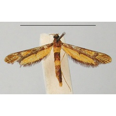 /filer/webapps/moths/media/images/A/ambrensis_Microsynanthedon_PT_MNHN_01.jpg