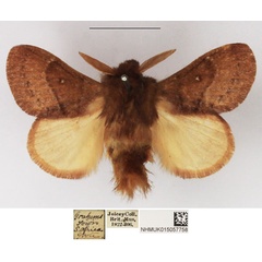 /filer/webapps/moths/media/images/C/cervina_Pseudolyra_AM_NHMUK_01.jpg