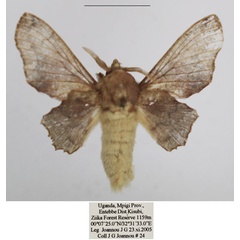 /filer/webapps/moths/media/images/C/calcarales_Gelo_AM_TMSA_01.jpg