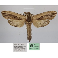 /filer/webapps/moths/media/images/O/ochricosta_Strigocossus_A_MGCLa.JPG