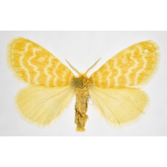 /filer/webapps/moths/media/images/M/mesopotamia_Chrysocyma_A_NHMO.jpg