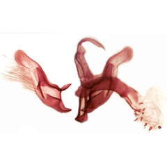 /filer/webapps/moths/media/images/N/nigrosignata_Centrarthra_GMPT_TMSA_3131.jpg