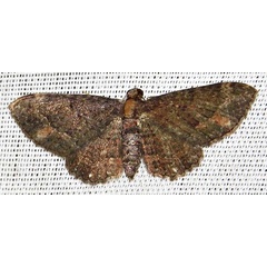 /filer/webapps/moths/media/images/P/pallidimacula_Horisme_A_Braun_02.jpg