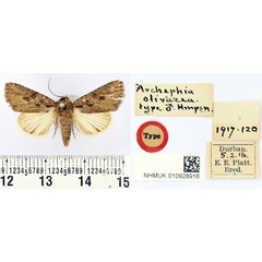 /filer/webapps/moths/media/images/O/olivacea_Archephia_HT_BMNH.jpg