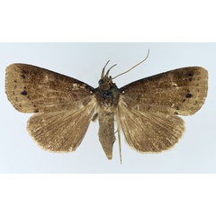 /filer/webapps/moths/media/images/L/lineosa_Avitta_AF_TMSA.jpg