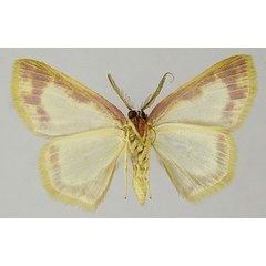 /filer/webapps/moths/media/images/V/vitrata_Chrysocraspeda_PTM_ZSMb.jpg