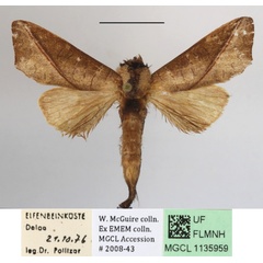 /filer/webapps/moths/media/images/B/brunnea_Peratodonta_A_MGCLa_01.JPG