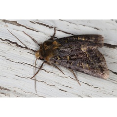 /filer/webapps/moths/media/images/L/lucia_Tracheplexia_A_Heyns_02.JPG