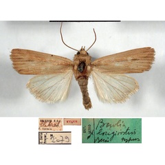 /filer/webapps/moths/media/images/L/longirostris_Vietteania_HT_MCSM.jpg