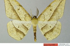 Geolyces ruandalta