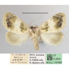 /filer/webapps/moths/media/images/S/soluta_Niphadolepis_A_MGCLa_01.JPG