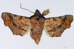 Dysodia intermedia