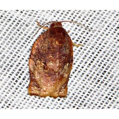 /filer/webapps/moths/media/images/O/occidentalis_Choristoneura_M_Braun_02.jpg
