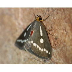 /filer/webapps/moths/media/images/Z/zambesita_Calesia_A_Roland_01_GWL1zmR.jpg