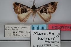 Marcipa bergeri