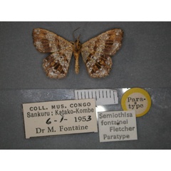 /filer/webapps/moths/media/images/F/fontainei_Chiasmia_PT_RMCA_02.jpg