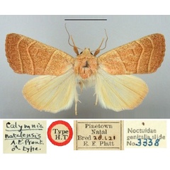 /filer/webapps/moths/media/images/N/natalensis_Calymnia_HT_BMNH.jpg