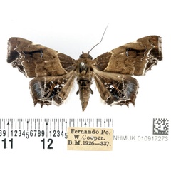 /filer/webapps/moths/media/images/H/hieroglyphica_Episparis_AF_BMNH.jpg