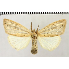 /filer/webapps/moths/media/images/F/fracta_Laelia_AF_Fiebig_02.jpg