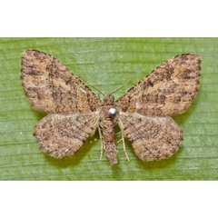 /filer/webapps/moths/media/images/N/natalata_Disclisioprocta_A_Butler.jpg