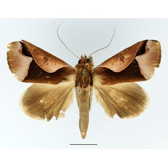 /filer/webapps/moths/media/images/O/orthogona_Euminucia_AM_Basquin.jpg