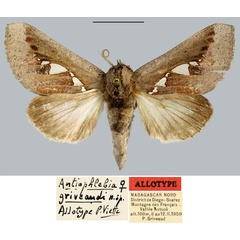 /filer/webapps/moths/media/images/G/griveaudi_Antiophlebia_AT_MNHN.jpg