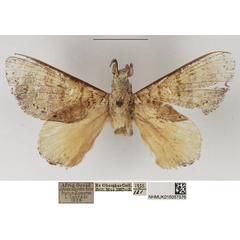 /filer/webapps/moths/media/images/E/elegans_Ptyssophlebia_AM_NHMUK_02.jpg