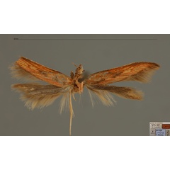 /filer/webapps/moths/media/images/S/sanguinea_Metzneria_FHT_RMCA.jpg