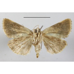 /filer/webapps/moths/media/images/S/secta_Acontia_A_MGCLb_01.JPG