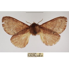 /filer/webapps/moths/media/images/V/viola_Pseudometa_AF_TMSA.jpg