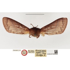 /filer/webapps/moths/media/images/L/lepta_Bombycopsis_HT_NHMUK.jpg