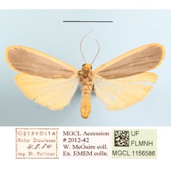 /filer/webapps/moths/media/images/V/vicaria_Brunia_A_MGCLa_03.JPG