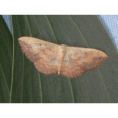 /filer/webapps/moths/media/images/C/caesaria_Scopula_A_Goff.jpg